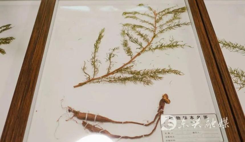 药香里的共享经济 天冬产业如何绘就中医药生态新图景